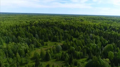 Фото Кологривского леса во всей своей красе