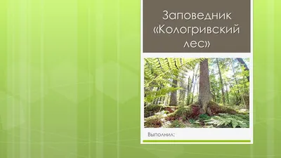 Фото леса Кологри: скачать бесплатно и насладиться природой