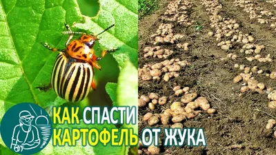 Колорадский жук на картошке в хорошем качестве