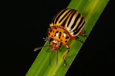 Фото Колорадского жука в высоком разрешении (JPG, PNG, WebP)