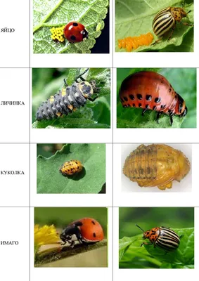 Фото Колорадского жука с возможностью скачать в разных форматах