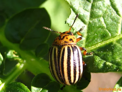Узнайте больше о Колорадском жуке на этой фотографии