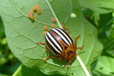 Исследуйте фото Колорадского жука и его уникальные черты