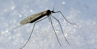 Удивительные фотографии Комара дергуна