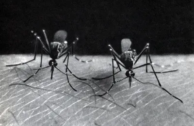Комар дергун: красота природы в объективе