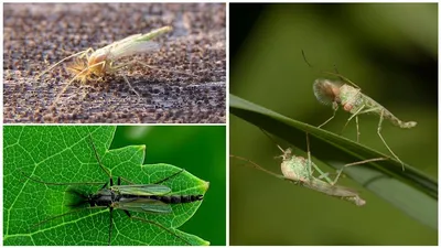 Впечатляющие снимки Комара дергуна