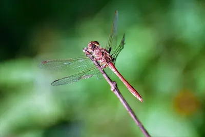 Великолепные снимки природы от Комара дергуна