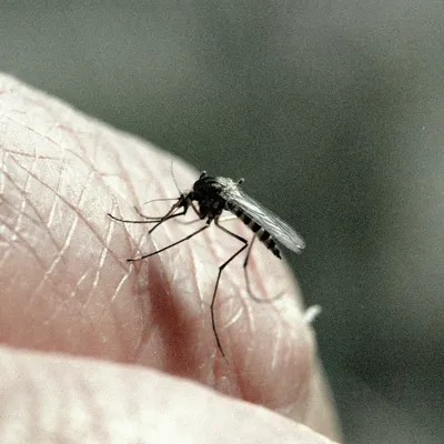 Загадочный мир Комара дергуна в фотографиях