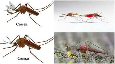 Уникальные кадры Комара дергуна