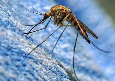Комары: Full HD изображение для скачивания