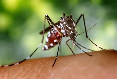 Комар крупным планом: полезная информация о насекомых