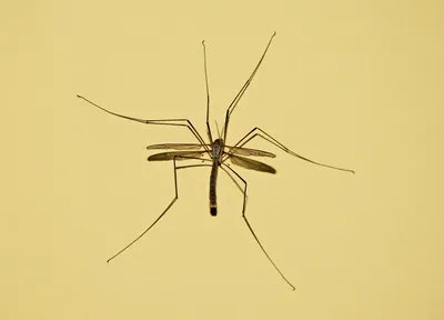 Комар крупным планом: удивительные фотографии на близком расстоянии