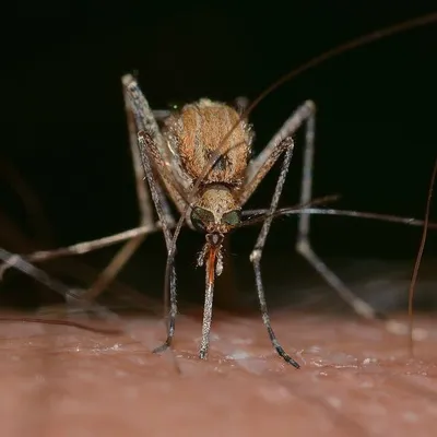 Фотографии Комара: мир мельчайших деталей