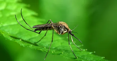Комар крупным планом: увидьте его глазами фотографа