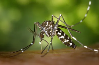 Комар крупным планом: фотографии, раскрывающие его красоту