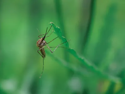 Удивительные фотографии Комара: ближе, чем когда-либо