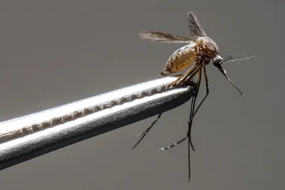 Комар на фото: величие в мельчайших деталях