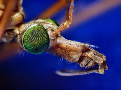 Комар крупным планом: уникальные снимки