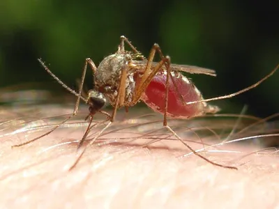 Комар на фото: мир в мельчайших деталях
