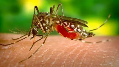 Комар на фото: уникальные снимки