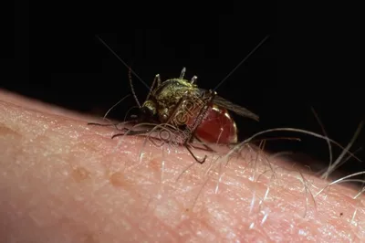 Удивительные фотографии Комара: ближе, чем когда-либо
