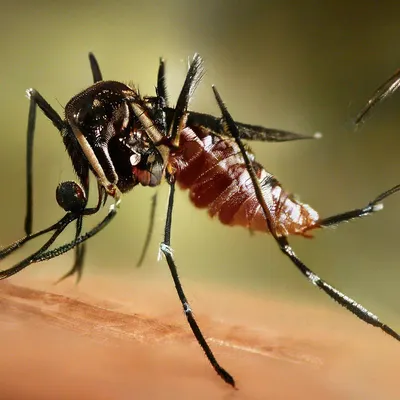 Комары: картинки в высоком разрешении