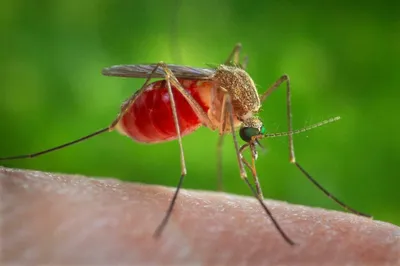 Комар на фото: величие в мельчайших деталях