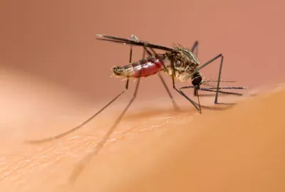 Фото комара в качестве HD изображения