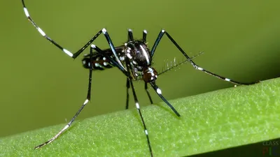 Красивая фотография комара в формате 4K