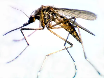 Фото комара в формате png