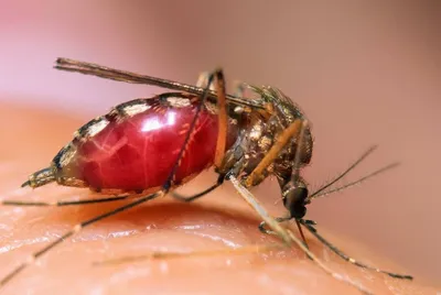 Фото комара под микроскопом: выберите размер и формат для скачивания (JPG, PNG, WebP)