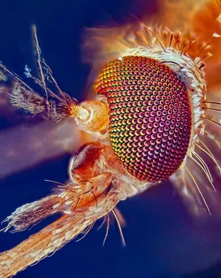 Фото комара под микроскопом: увидьте его в новом свете