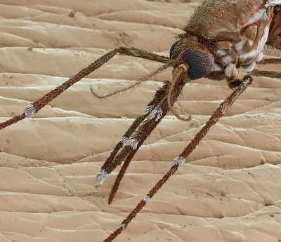 Фото комара в деталях: скачать в формате JPG