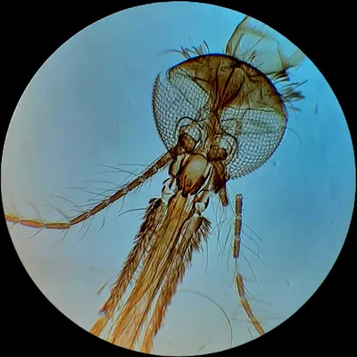 Исследование комара под микроскопом: новые изображения в хорошем качестве