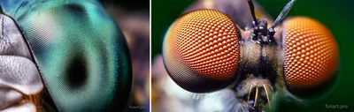 Изумительные детали комара: скачать изображение в хорошем качестве