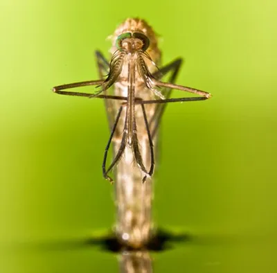 Фотографии Комара под микроскопом: взгляд в мир насекомых