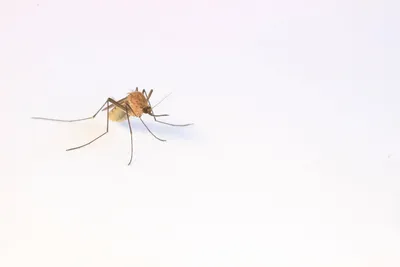 Исследование Комара под микроскопом: уникальные снимки