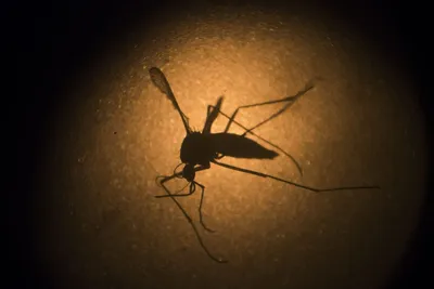 Удивительные фото Комара под микроскопом