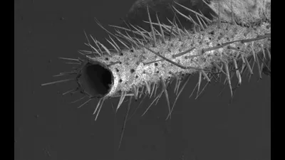 Комар под микроскопом: фото в Full HD