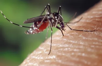 Комар под микроскопом: фото, раскрывающие его маленький мир