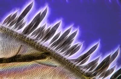 Фото Комара под микроскопом: удивительные детали