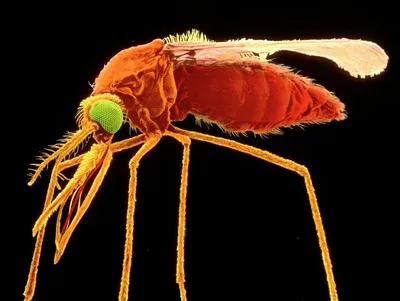 Фото комара под микроскопом в HD качестве