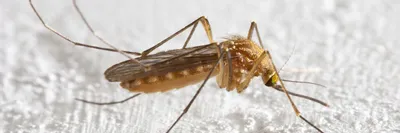 Комар под микроскопом: фото в высоком разрешении