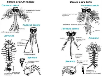 Фото Комара самца и самки: HD качество