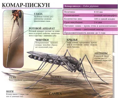 Фотографии самца и самки комара: удивительные факты