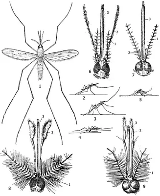 Подробности о самце и самке комара на фото