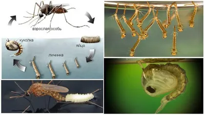Фотографии самца и самки комара: уникальные особенности