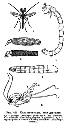 Интересные факты о самце и самке комара (с фото)