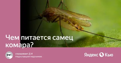 Фотографии Комара самца: взгляд изнутри