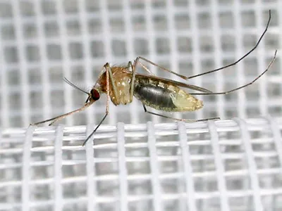 Комара увеличенное  фото